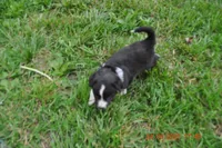 Popsicle, a female Australian Shepherd for sale in Anna, IL – 5 of 5