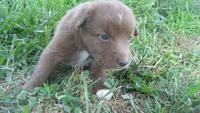 Twix, a male Australian Shepherd for sale in Anna, IL – 2 of 2