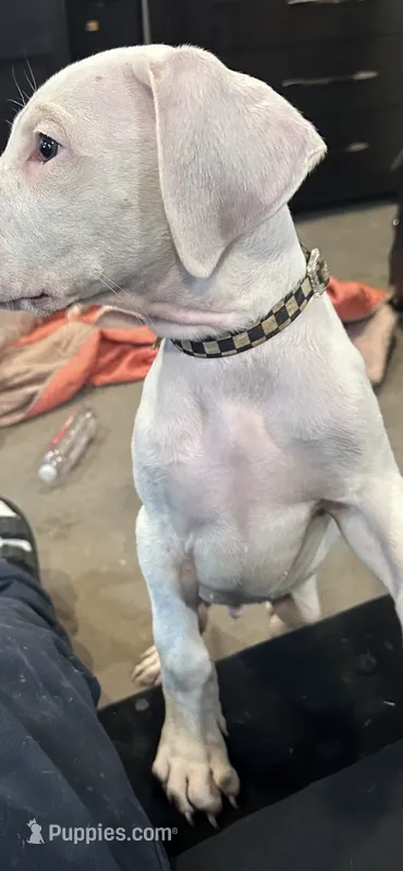 Him him – Dogo Argentino puppy for sale in Washington, DC
