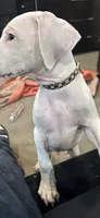 Him him, a female Dogo Argentino for sale in Washington, DC – 1 of 1