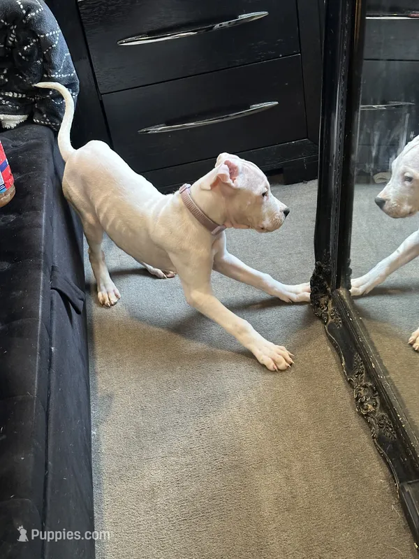 Missy – Dogo Argentino puppy for sale in Washington, DC