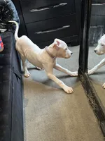 Missy, a female Dogo Argentino for sale in Washington, DC – 1 of 5