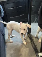 Missy, a female Dogo Argentino for sale in Washington, DC – 5 of 5
