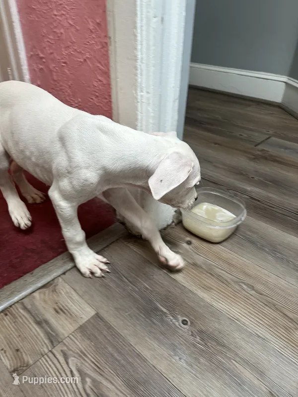Bingo – Dogo Argentino puppy for sale in Washington, DC