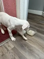 Bingo, a female Dogo Argentino for sale in Washington, DC – 1 of 2