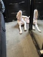 Missy, a female Dogo Argentino for sale in Washington, DC – 4 of 5