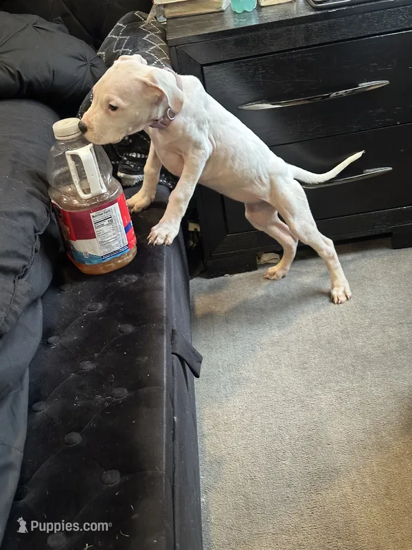 Donny – Dogo Argentino puppy for sale in Washington, DC