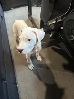 Bingo, a female Dogo Argentino for sale in Washington, DC – 2 of 2