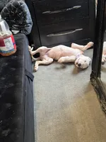 Missy, a female Dogo Argentino for sale in Washington, DC – 3 of 5