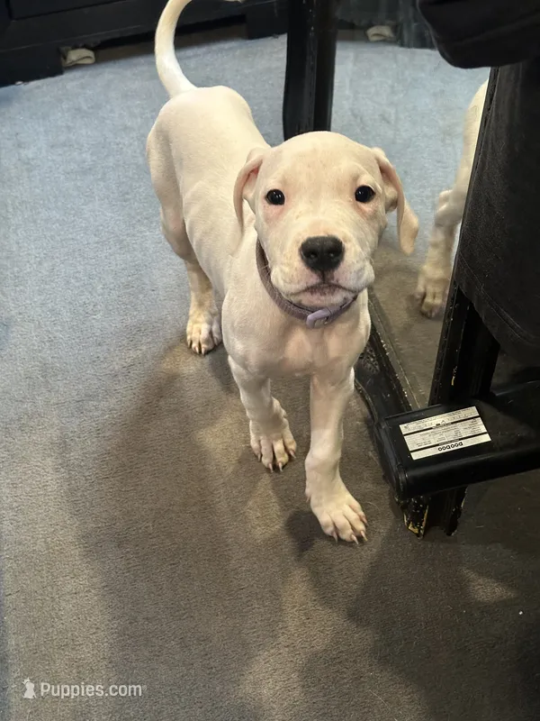 Mikey – Dogo Argentino puppy for sale in Washington, DC