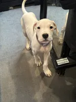 Mikey, a female Dogo Argentino for sale in Washington, DC – 1 of 1