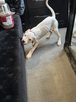 Missy, a female Dogo Argentino for sale in Washington, DC – 2 of 5