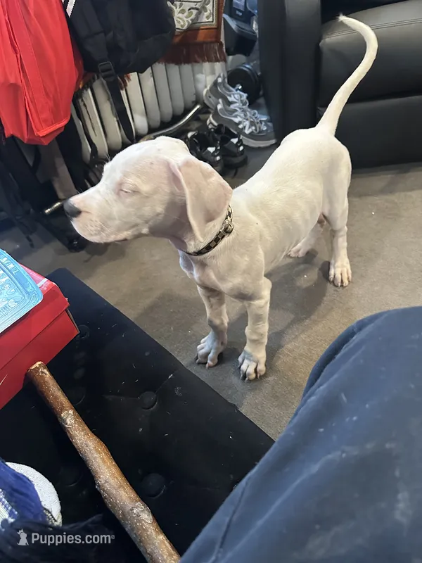 Man man  – Dogo Argentino puppy for sale in Washington, DC