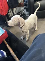 Man man , a female Dogo Argentino for sale in Washington, DC – 1 of 1