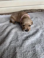 Roxie (pink), a female Golden Retriever for sale in Show Low, AZ – 2 of 6