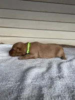 Cooper (lime green), a male Golden Retriever for sale in Show Low, AZ – 4 of 6