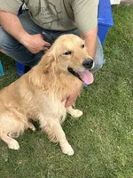 Max (Teal), a male Golden Retriever for sale in Show Low, AZ – 6 of 6