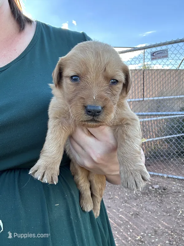 Buddy (orange) – Golden Retriever puppy for sale in Show Low, AZ