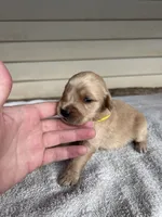 Tucker (yellow), a male Golden Retriever for sale in Show Low, AZ – 2 of 6