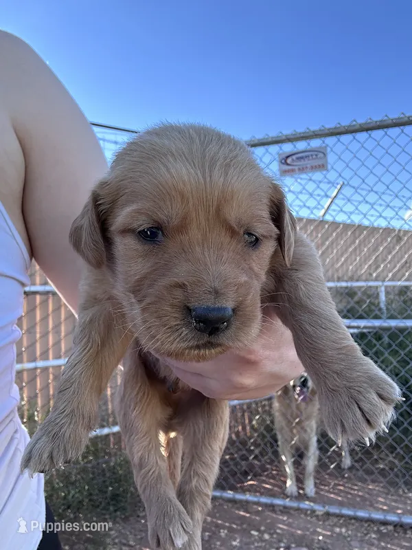 Duke (green) – Golden Retriever puppy for sale in Show Low, AZ