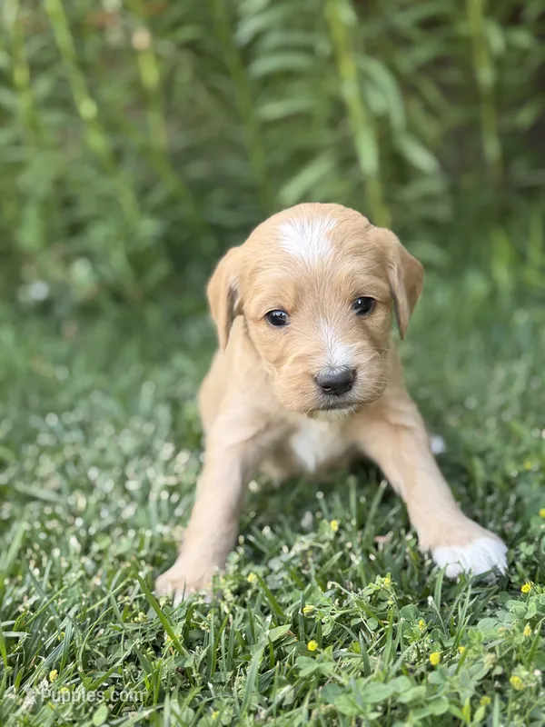 Orion – Goldendoodle puppy for sale in Show Low, AZ