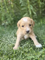 Orion, a female Goldendoodle for sale in Show Low, AZ – 1 of 3