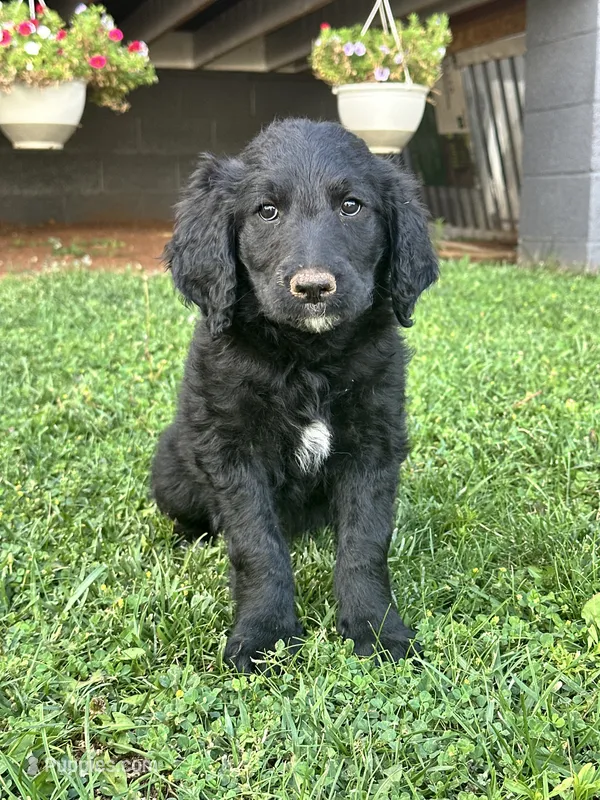 Charlie  – Goldendoodle puppy for sale in Show Low, AZ