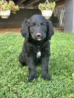Charlie , a female Goldendoodle for sale in Show Low, AZ – 1 of 6