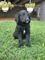 Charlie , a female Goldendoodle for sale in Show Low, AZ – 2 of 6
