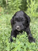Charlie , a female Goldendoodle for sale in Show Low, AZ – 2 of 3