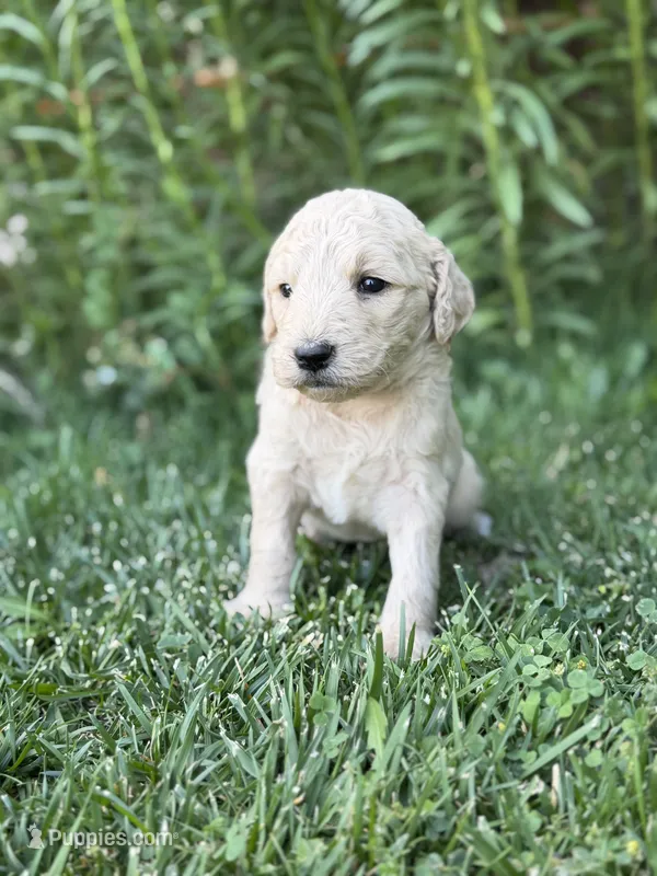 Luna  – Goldendoodle puppy for sale in Show Low, AZ