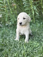 Luna , a female Goldendoodle for sale in Show Low, AZ – 1 of 3