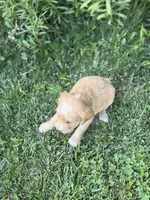 Orion, a female Goldendoodle for sale in Show Low, AZ – 2 of 3