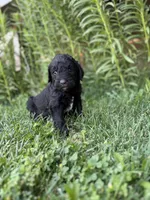 Coal, a male Goldendoodle for sale in Show Low, AZ – 3 of 3
