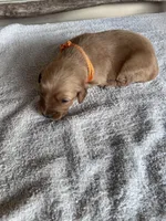 Buddy (orange), a male Golden Retriever for sale in Show Low, AZ – 3 of 6