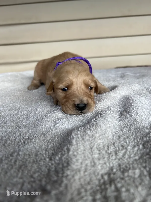 Marley (purple) – Golden Retriever puppy for sale in Show Low, AZ