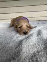 Marley (purple), a female Golden Retriever for sale in Show Low, AZ – 1 of 7