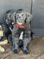 Poppy, a female Goldendoodle for sale in Show Low, AZ – 2 of 5
