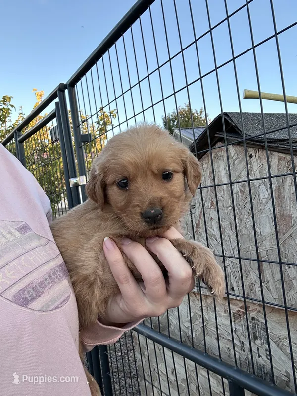 Duke (green) – Golden Retriever puppy for sale in Show Low, AZ