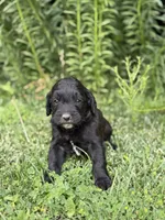 Charlie , a female Goldendoodle for sale in Show Low, AZ – 3 of 3