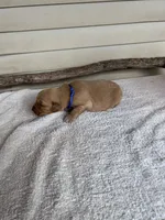 Jake (blue), a male Golden Retriever for sale in Show Low, AZ – 4 of 6