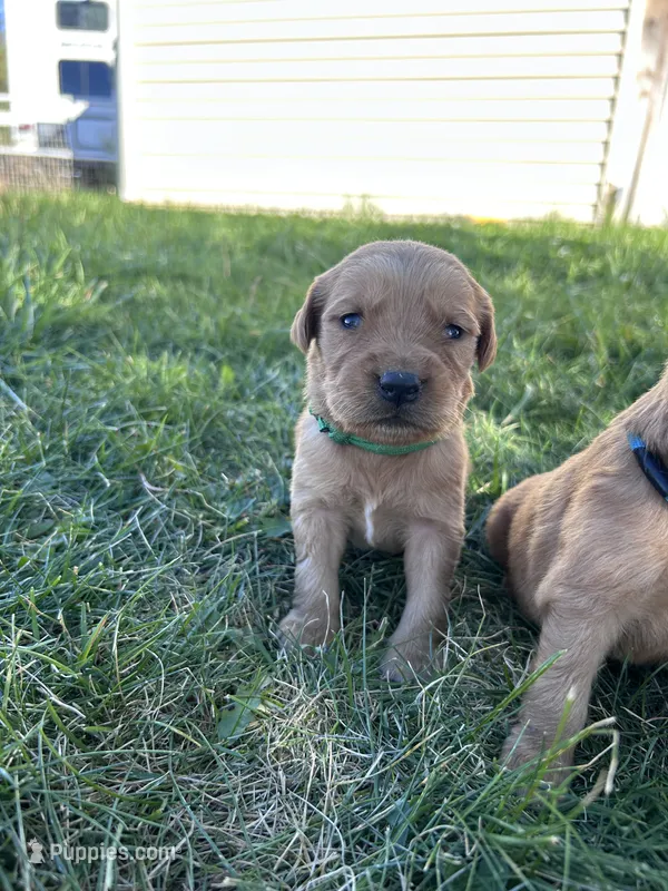 Duke (green) – Golden Retriever puppy for sale in Show Low, AZ