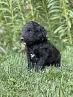 Poppy, a female Goldendoodle for sale in Show Low, AZ – 3 of 3