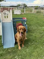 Duke (green), a male Golden Retriever for sale in Show Low, AZ – 5 of 6