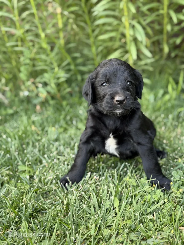 Winnie – Goldendoodle puppy for sale in Show Low, AZ