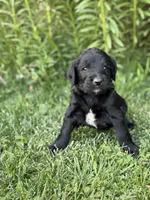 Winnie, a female Goldendoodle for sale in Show Low, AZ – 1 of 4