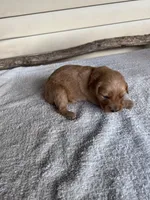 Buddy (orange), a male Golden Retriever for sale in Show Low, AZ – 4 of 6