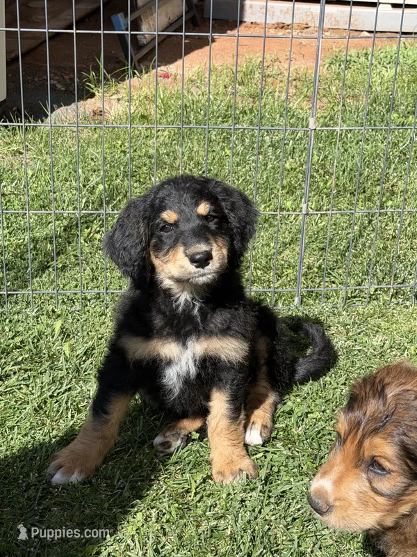 Scout – Goldendoodle puppy for sale in Show Low, AZ