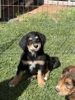 Scout, a male Goldendoodle for sale in Show Low, AZ – 1 of 3