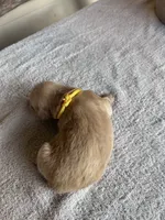 Tucker (yellow), a male Golden Retriever for sale in Show Low, AZ – 4 of 6